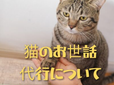 猫のお世話